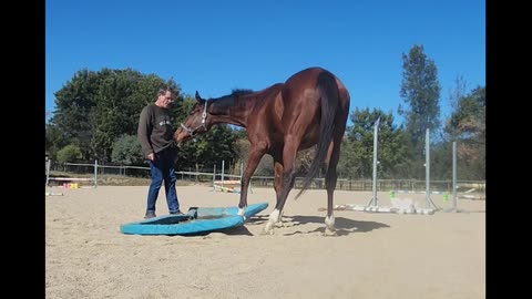 Teaching a horse to walk over a water tray