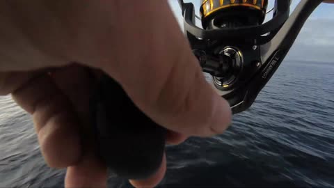 My First COBIA Deep Underwater Fishing with a $10 Chinese Jig!