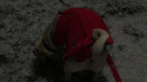 Gizmo the Pug puppy's first snow encounter