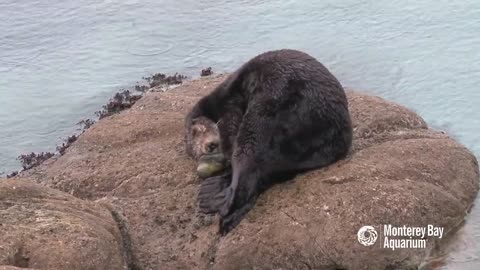 Sea otter gives birth outside the Aquarium!