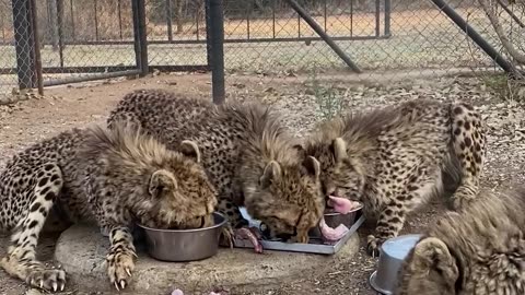Cheetahs Race To Their Food Bowls During Feeding Time
