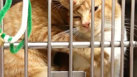 Two Sister Cats Hugging Each Other At The Animal Shelter