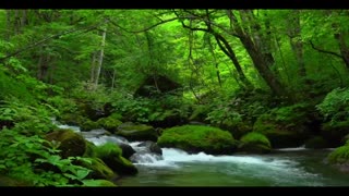 SONS DE NATUREZA PARA RELAXAR - NATURE SOUNDS TO RELAX