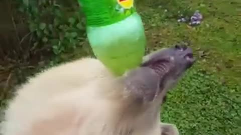 Bear Chugs Bottle of Soda