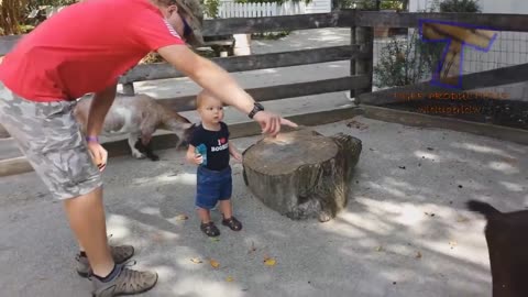 Amusing Children versus ZOO Creatures are WAY More clever!