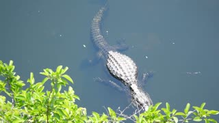 Short Compilation Of Original Alligator Footage