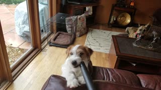 Puppy Tries To Eat The Vacuum Cleaner But Gets Sucked By The Hose Instead