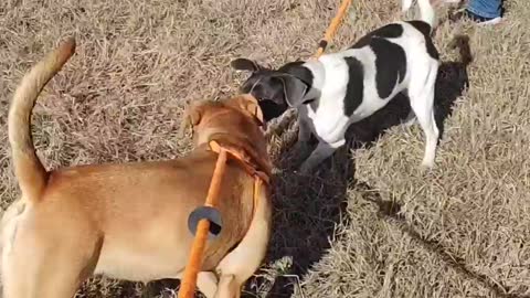 #2 female yellow lab #8 female black white terrier January 2022