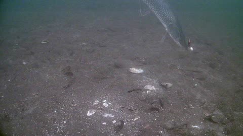 Northern Pike Bites Underwater Camera