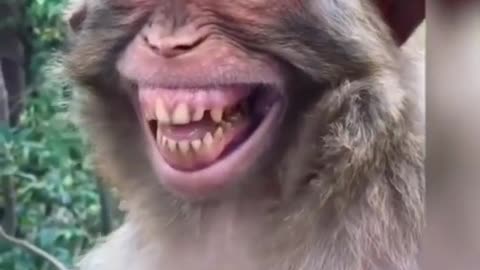 Monkey funny video Very Nice Smiling Video