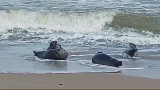 Seals of Horsey Beach Norfolk