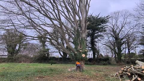 Tree Felling Compilation. Cutting Big Trees With Chainsaws