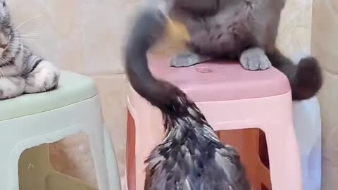 Duck🦆 & cat 😺 playing.