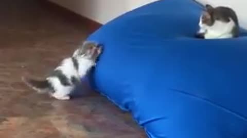 Playful Kitten Trying to Climb Pillow and Reach Cat