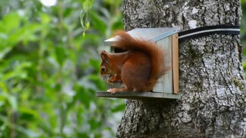 THESE Squirrels ARE RELAXING AGAIN