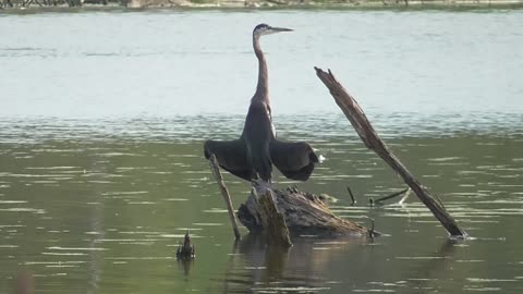 262 Toussaint Wildlife - Oak Harbor Ohio - Great Blue Heron Sun Bathing