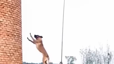 Belgian malinois - Jump Dog training - Malinois Belgian Malinois #dog #belgianmalinois