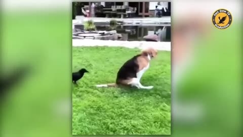 🤣😜 Funny Animal Videos 2023 Fun network of lovely