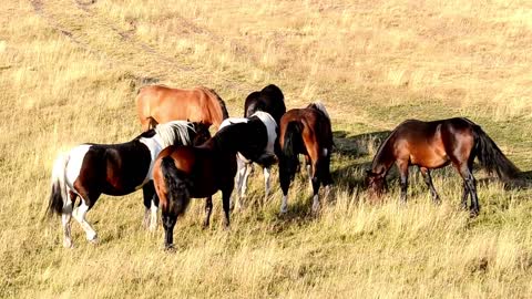 MINUTES of BEAUTIFUL PAINT HORSES