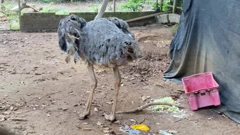 Ostrich Lays an Egg Which Promptly Breaks