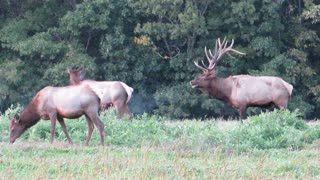 Pennsylvania Elk - 2022-09-26