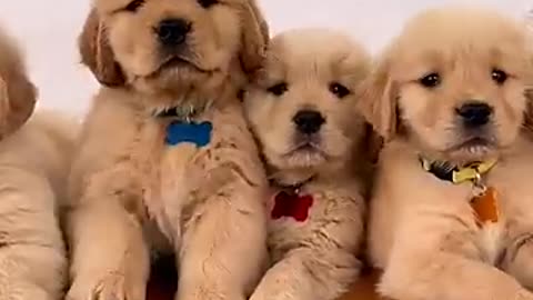 Super Handsome Golden Retriever Puppies!