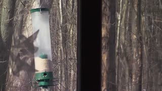 Dizzy squirrel turns birdfeeder into tilt a whirl