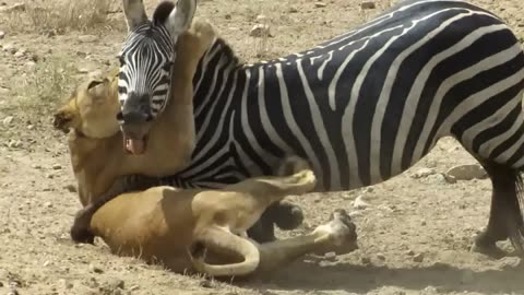 Amazing: Lion vs Zebra with unexpected escape