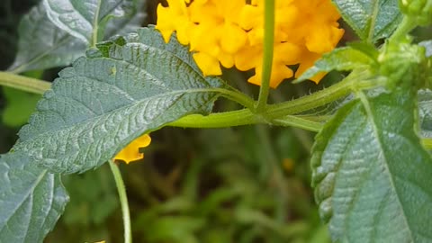 obliqua yellow flower