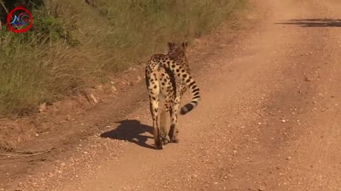 Incredible Cheetah Sighting in Kruger National Park