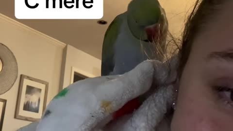 How to get mom’s attention! #momlife #talkingparrot #talkingbird