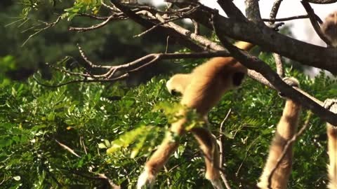The Highwire Risks Taken by These Young Gibbons Are Terrifying 😱 Animals at Play - Smithsonian