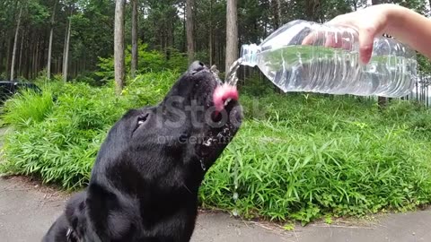 Thirsty Dog