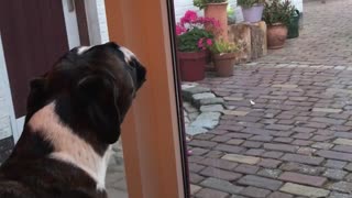 Boxer Sings Along With Sirens