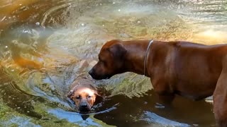 Rhodesian Ridgeback Pup Discovers The Deep Part Of The Creek