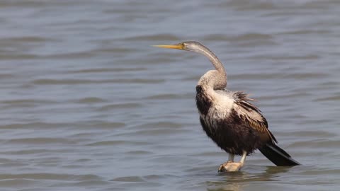 Birds video। Flying birds। Water bird 🐦