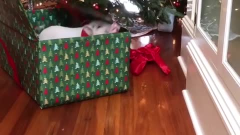 Piglets Break Out Of A Gift Box For Some Christmas Fun