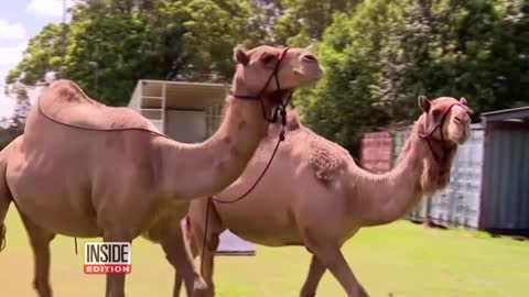 3 Camels Escape Nativity Scene