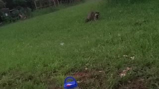 Raccoon pays a visit