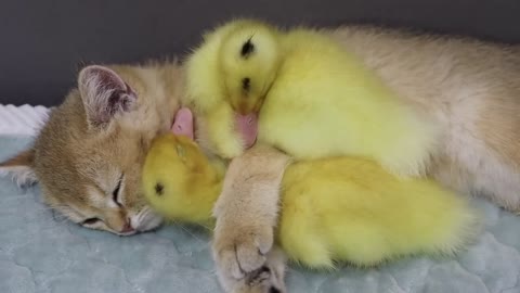 The kitten hugs the duckling to sleep. Fear of duckling missing