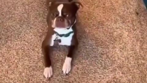 Funny dog videos #shorts #trending #viral #dog