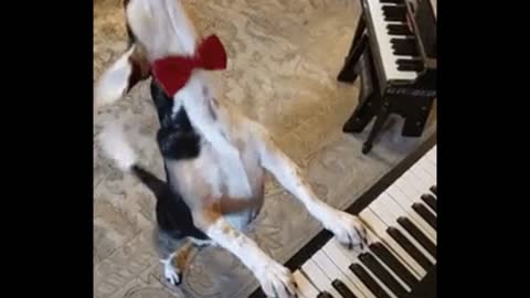 Dog's passionate singing performance that will melt your heart!