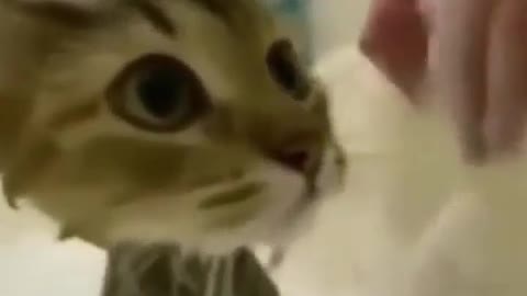 Cute kitten in a bathtub for taking bath