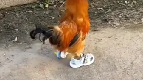 Jogging rooster.