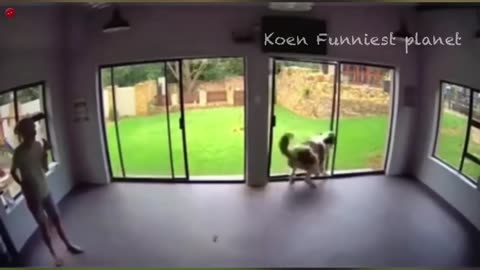 Viral Funny Dogs And Cats Videos Forever- Best Funniest Animal Videos Of The week