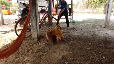 ##Wow!!! Fake Tiger Prank Dog So Funny Prank Try To Stop laughing Challenge 😃😊😇😊😉