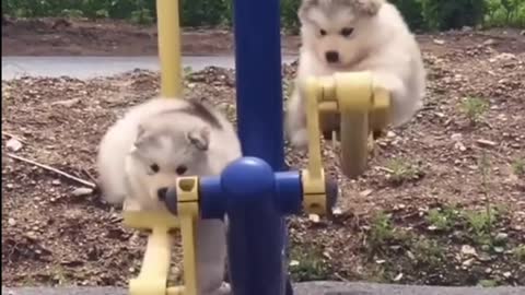Funny dog video fall off the swing 2021