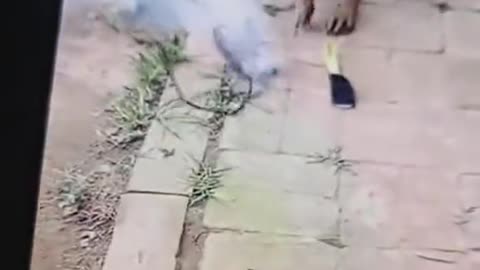 Very Smart Dog 🐩 Dog Handle The Electric shot surcut viral video