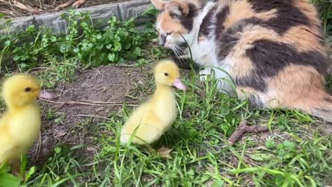 Os patinhos se perderam e encontraram uma mãe gata e seus pequenos gatinhos.