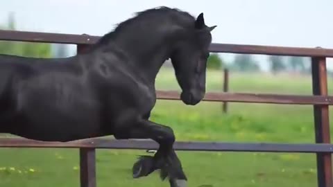 Horse Love, beautiful horse animal love